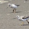 ソリハシシギ