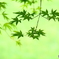 高原の風に揺れて ♪