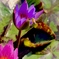 蜜蜂