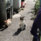 猫撮り散歩2337