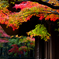 もみじ　平林寺　仏殿