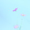 秋桜