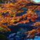 早朝の紅葉