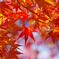 紅葉日和