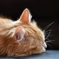 なつばてねこ。