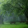雨　森のベンチ