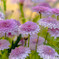 花園