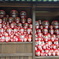 勝ちだるま