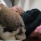 父とウサギ
