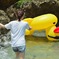 アヒル