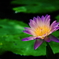 water lily