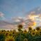 Sunflower field at sunset
