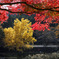 AutumnColor