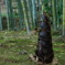 たけのこ