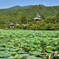 蓮額の群像【大沢池】