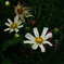 IMGP7182