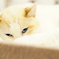 鋭い眼つきの猫