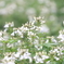 夏の花壇から