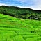 里山の夏