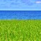 日本海