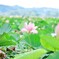 はちすの花