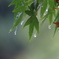 雨です