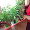 熱帯植物の冬越し