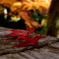 fallen leaves