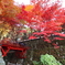 両界山「横蔵寺」 ～２０１０～