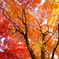 2010_11210012