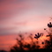 秋桜_4　夕焼けに染まる