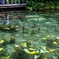 名も無き池