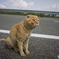 friendly cat