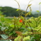 紅一点