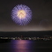 夏夜の紫陽花