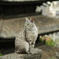 坂道の猫