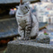 坂道の猫