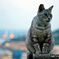 坂道の猫