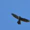 Ｈａｗｋ