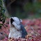 ふわぁ。。