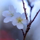 秋に咲く四季桜