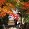 お寺の紅葉