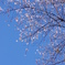 秋に咲く桜