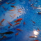 夏まつり(金魚)