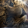 _leopard