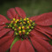 紅花弁