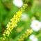 戸隠の晩夏に咲く花
