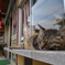 三崎の猫