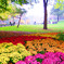 Autumn colors in Central Park
