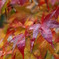 紅葉と朝露